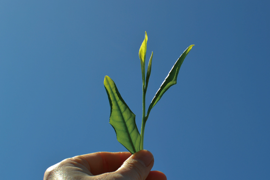 ギャラリー画像4